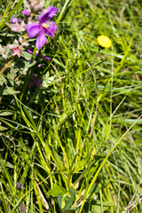 Crassocephalum picridifolium