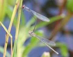 Pseudagrion sublacteum