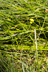 Crassocephalum picridifolium