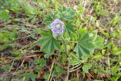 Malva multiflora