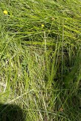 Crassocephalum picridifolium