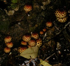 Fungi