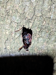 Agrianome spinicollis