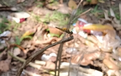 Aethriamanta brevipennis