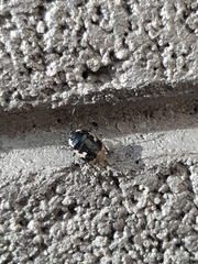 Tritomegas bicolor