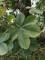 Manihot carthagenensis