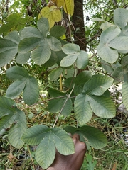 Manihot carthagenensis