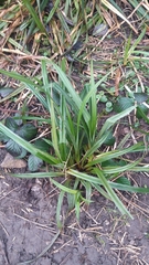 Carex sylvatica