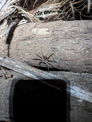 Heteropoda jugulans