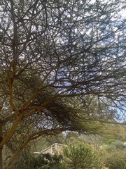 Vachellia