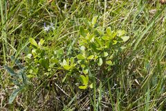 Diospyros lycioides