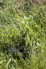 Diospyros lycioides