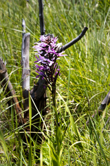 Disa nervosa