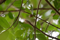 Thelotornis capensis