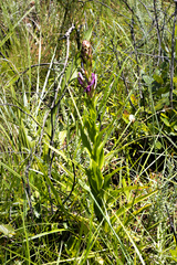 Disa nervosa