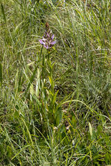 Disa nervosa