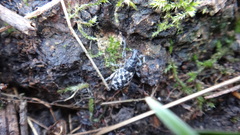 Cyphocleonus dealbatus