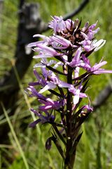 Disa nervosa