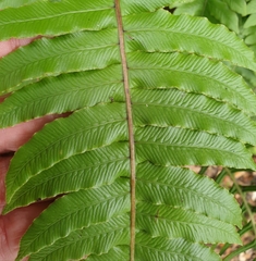 Cranfillia deltoides