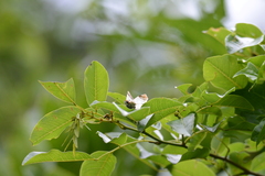 Netrobalane canopus