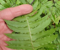 Cranfillia deltoides