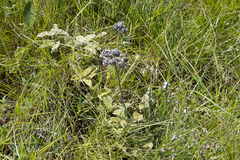 Eriosemopsis subanisophylla