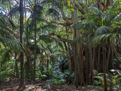Ficus macrophylla