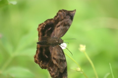 Hesperiidae