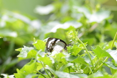Papilio dardanus