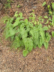 Cranfillia deltoides