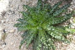 Reseda alba