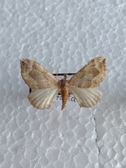 Pelurga comitata