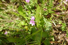 Erodium moschatum