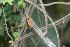 Charaxes candiope