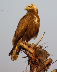 Buteo rufinus