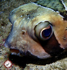 Diodon liturosus