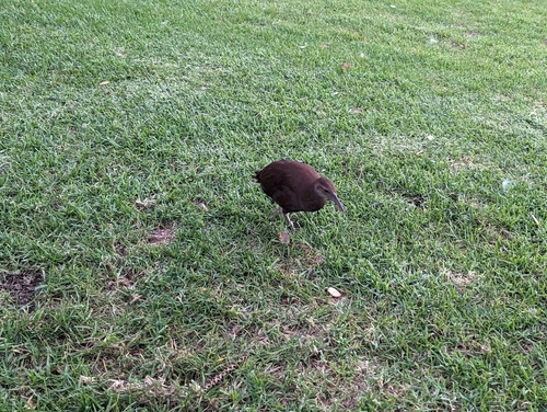 Lord Howe Woodhen (Gallirallus sylvestris), photo 5