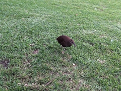 Gallirallus sylvestris