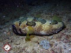 Diodon liturosus