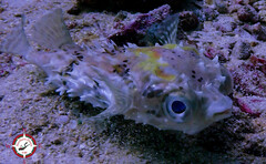 Cyclichthys orbicularis