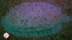 Pardachirus marmoratus