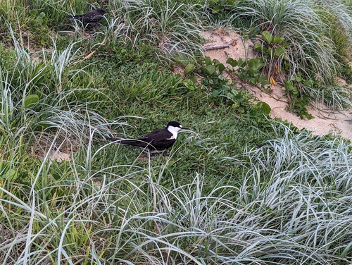 Sterna scura (Onychoprion fuscatus)
