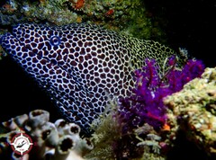 Gymnothorax favagineus