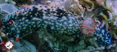 Hypselodoris infucata