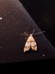 Gymnobathra hamatella