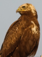 Buteo rufinus