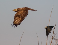 Buteo rufinus