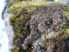 Cladonia pocillum