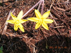 Hypoxis acuminata