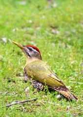 Picus squamatus